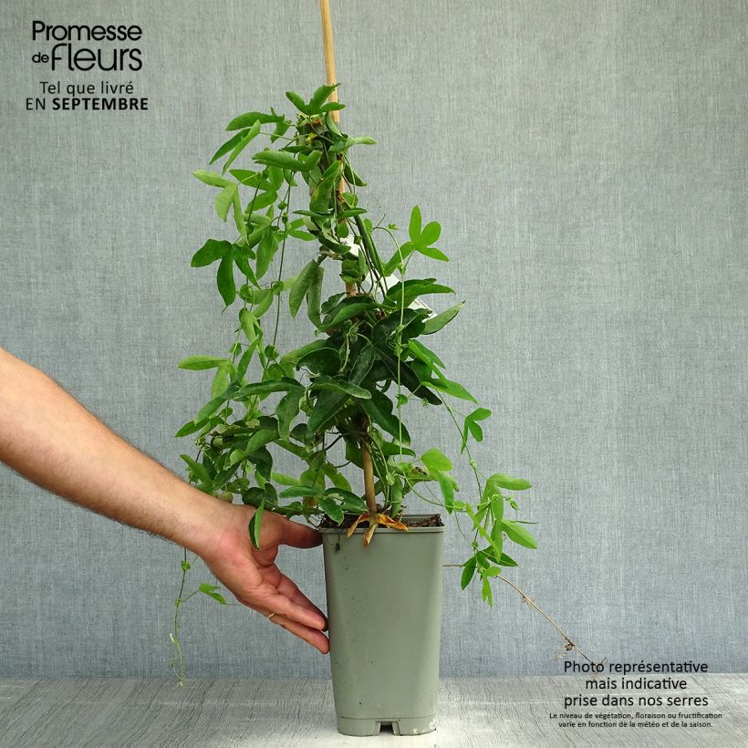 Passiflora Victoria- Passion Flower 2L/3L pot sample as delivered in autumn