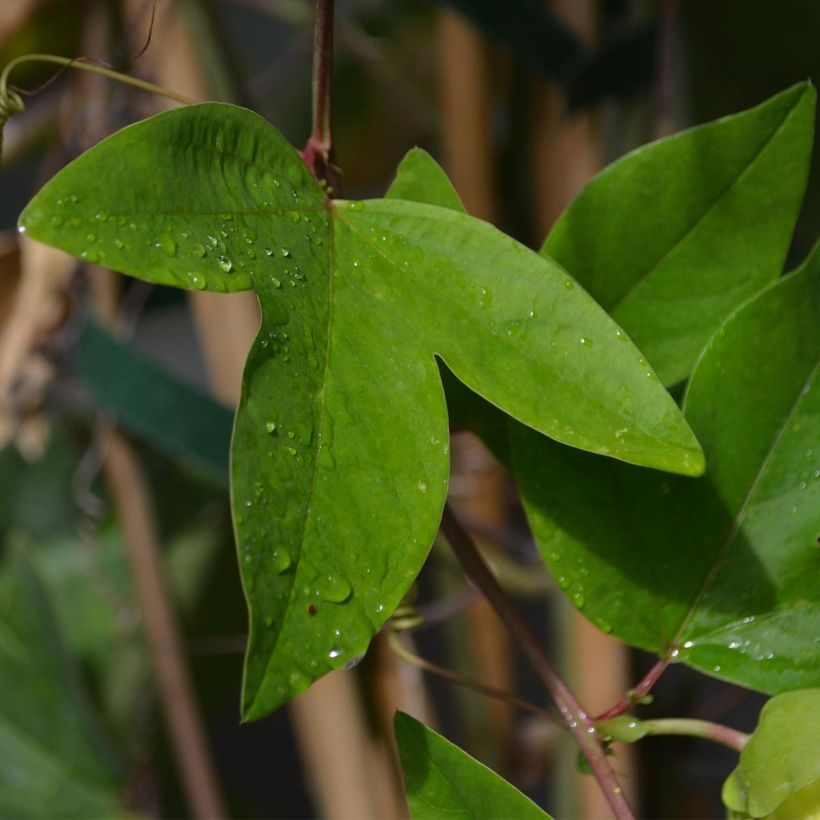 Passiflora x belotii Perfume Passion cov - Passion flower (Foliage)