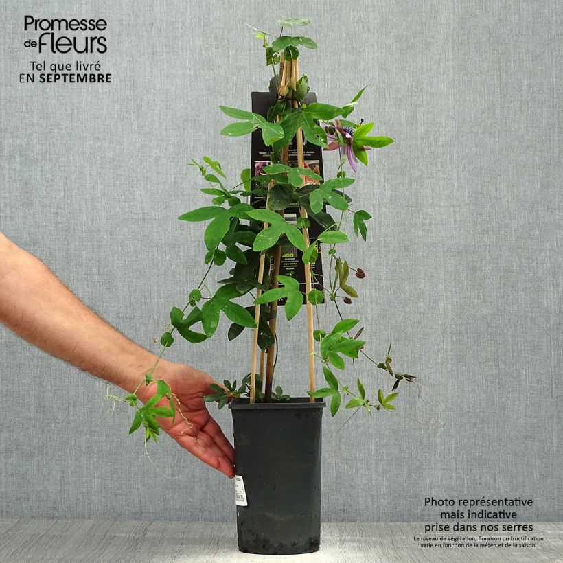 Passiflora Lavender Lady- Passion Flower 2L/3L pot sample as delivered in autumn