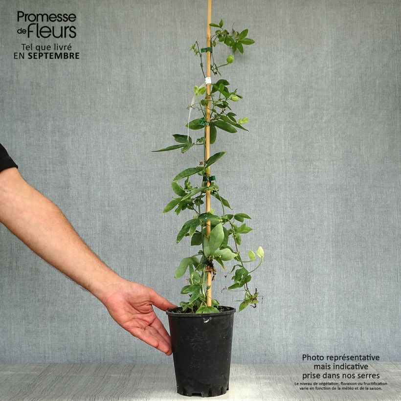 Passiflora Damsels Delight- Passion Flower 2L/3L pot sample as delivered in autumn