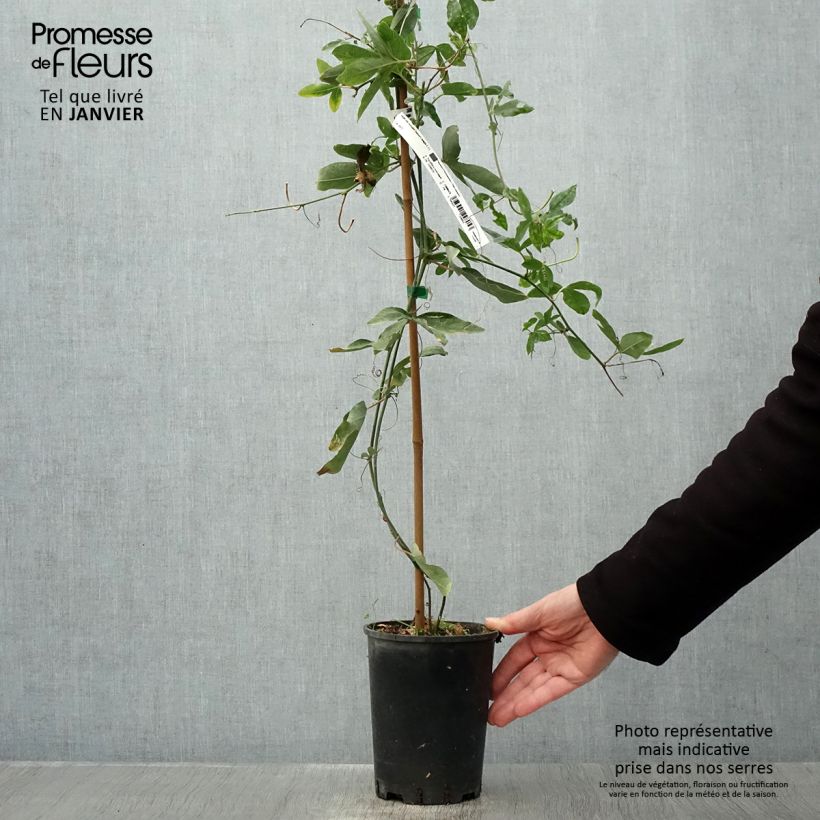 Passiflora Damsels Delight- Passion Flower 2L/3L pot sample as delivered in winter