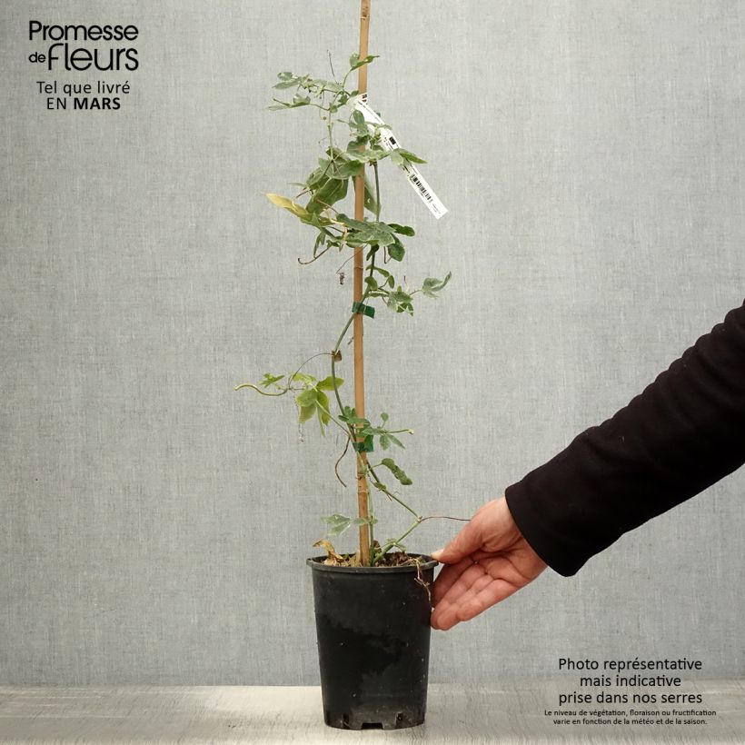 Passiflora Damsels Delight- Passion Flower 2L/3L pot sample as delivered in spring