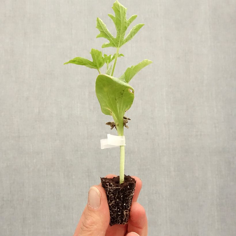 Watermelon Little Darling F1 - Citrullus lanatus Plug plant 3/4cm sample as delivered in spring