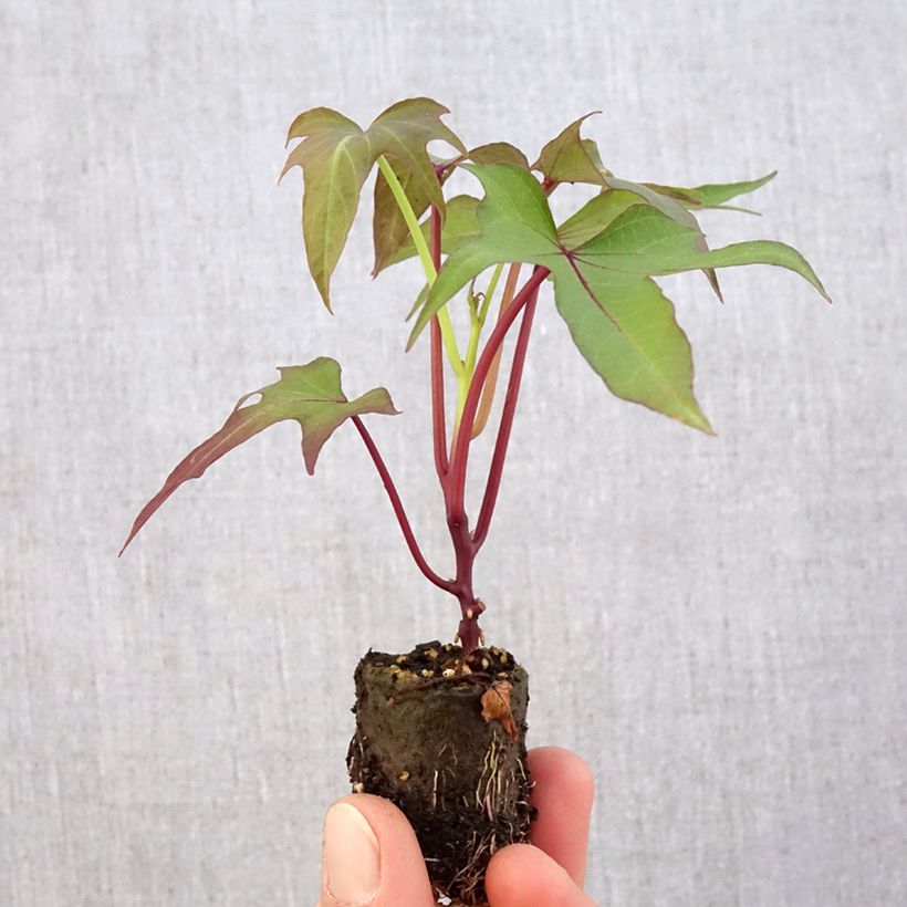 Sweet Potato Sakura - Ipomoea batatas Plug plant 3/4cm sample as delivered in spring