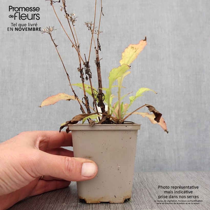 Patrinia monandra 8/9 cm pot sample as delivered in autumn