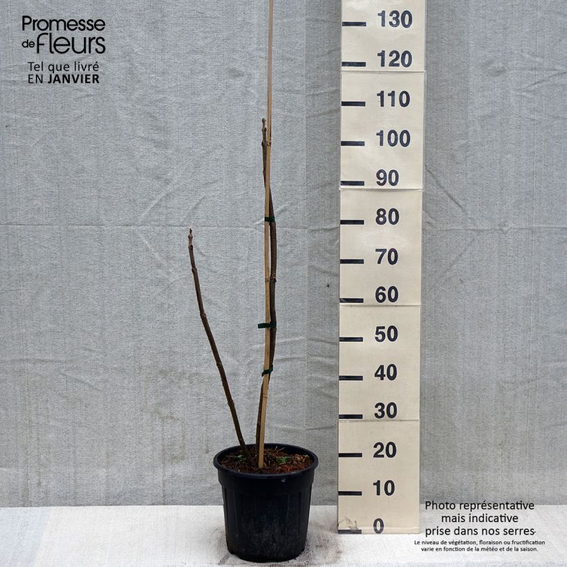 Paulownia elongata - Foxglove Tree 7.5L/10L pot sample as delivered in winter