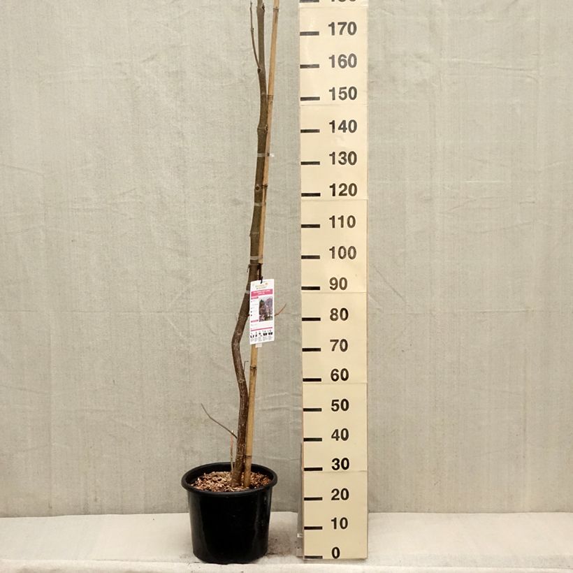 Paulownia fortunei April Light - Foxglove Tree 7.5L/10L pot sample as delivered in spring