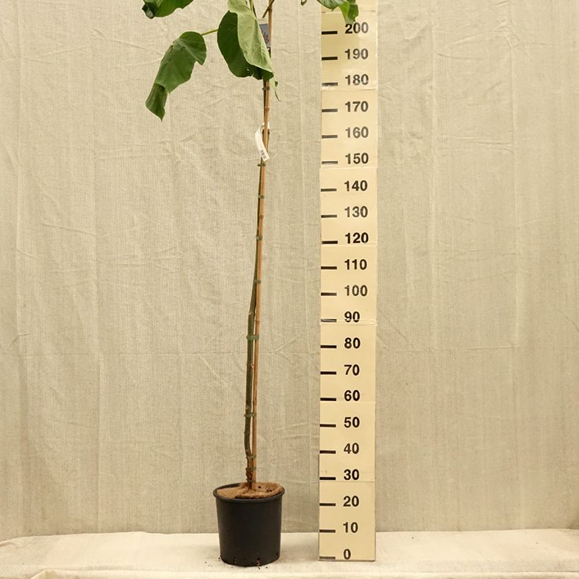 Paulownia fortunei Fast Blue Minfast - Foxglove Tree 7.5L/10L pot sample as delivered in autumn