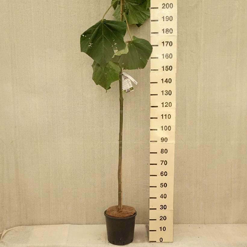 Paulownia fortunei Fast Blue Minfast - Foxglove Tree 7.5L/10L pot sample as delivered in summer