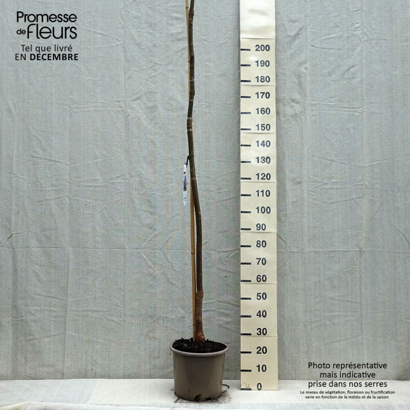 Paulownia fortunei Fast Blue Minfast - Foxglove Tree 7.5L/10L pot sample as delivered in winter