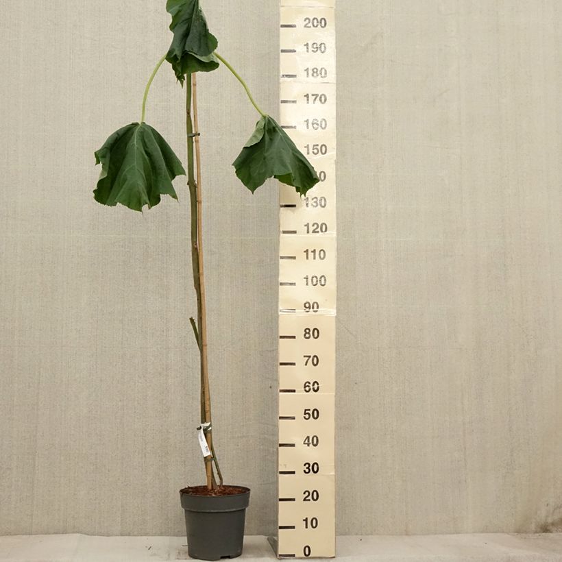 Paulownia tomentosa - Foxglove Tree 7.5L/10L pot sample as delivered in autumn