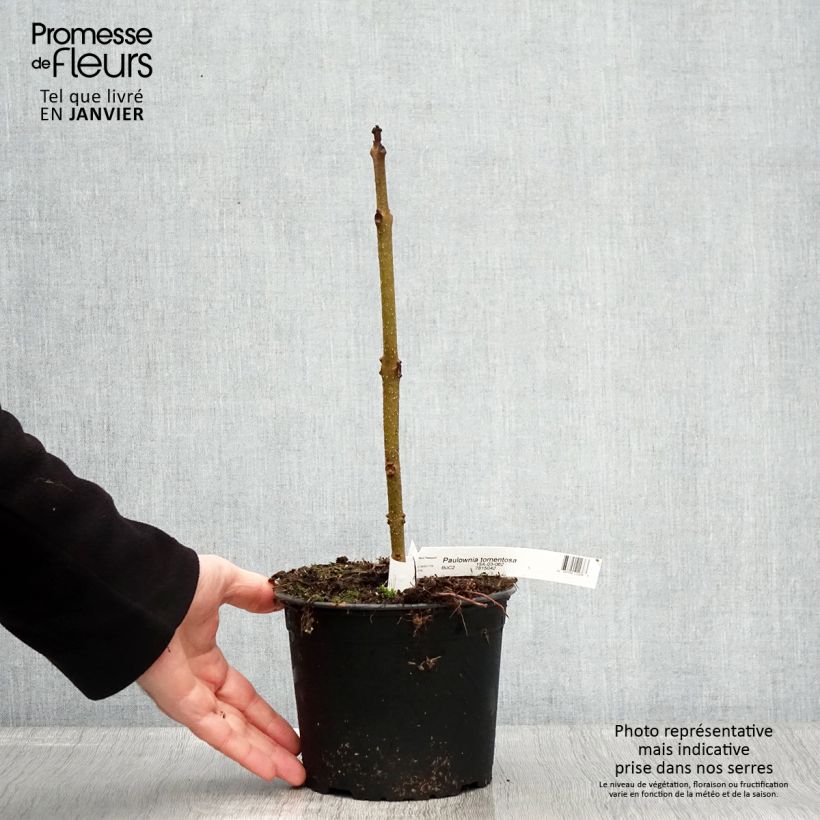 Paulownia tomentosa - Foxglove Tree 2L/3L pot sample as delivered in winter