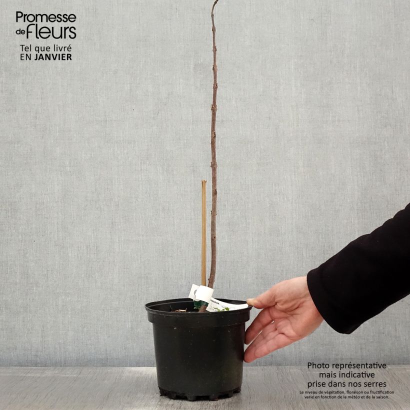 Paulownia tomentosa Hulsdonk - Foxglove Tree 3L/4L pot sample as delivered in winter