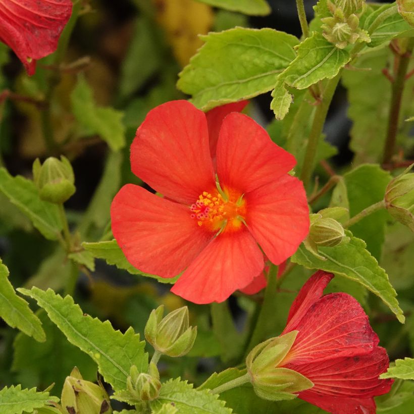Pavonia Flamboyant® - Rock Rose (Flowering)