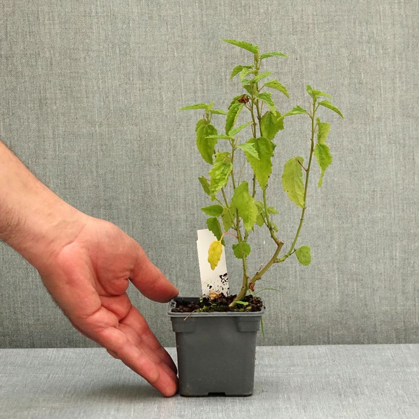 Pavonia Flamboyant® - Rock Rose 8/9 cm pot sample as delivered in spring