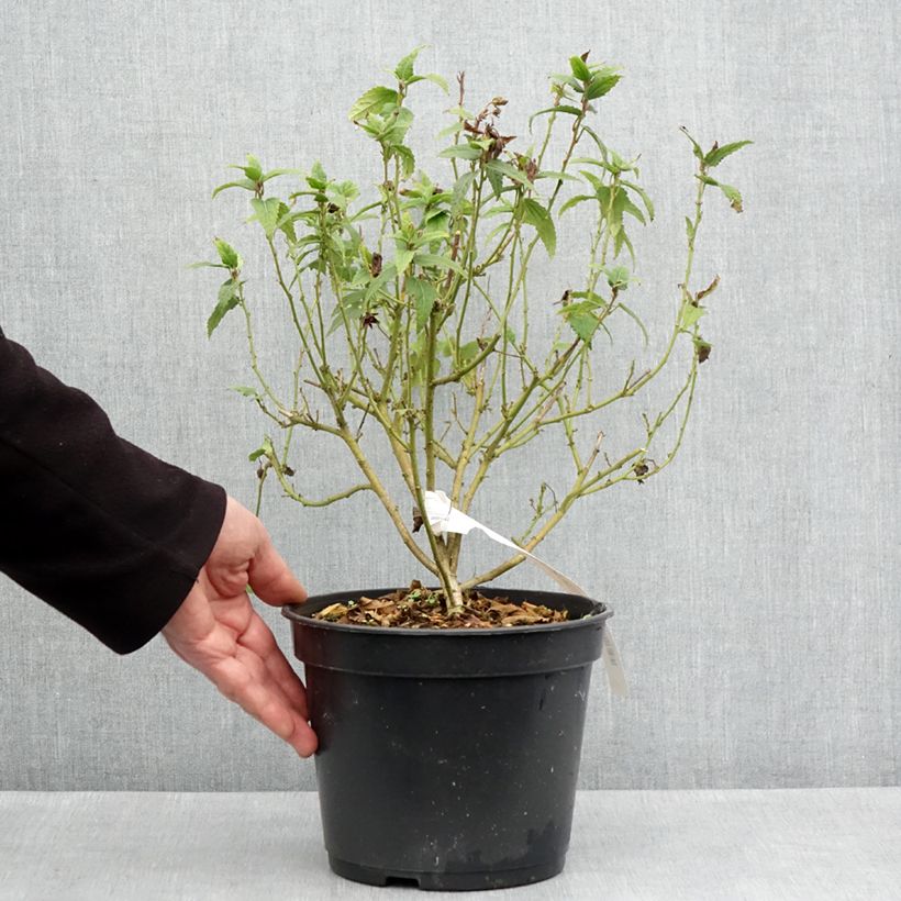 Pavonia Flamboyant® - Rock Rose 4L/5L pot sample as delivered in spring