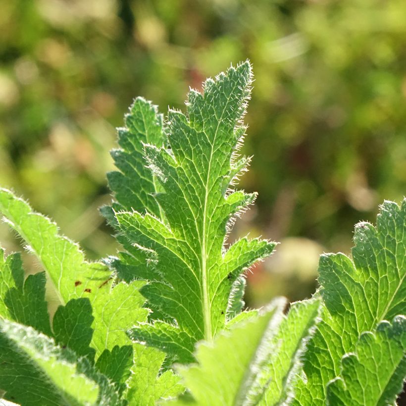 Papaver orientale Little Dancing Girl - Oriental Poppy (Foliage)