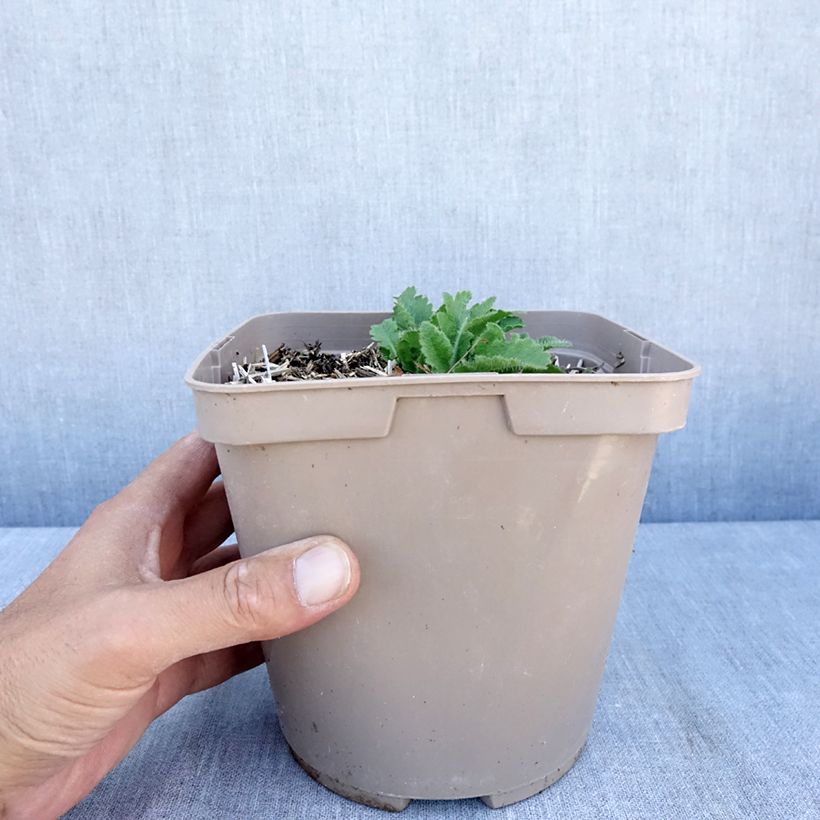 Papaver orientale Little Dancing Girl - Oriental Poppy 2L/3L pot sample as delivered in summer