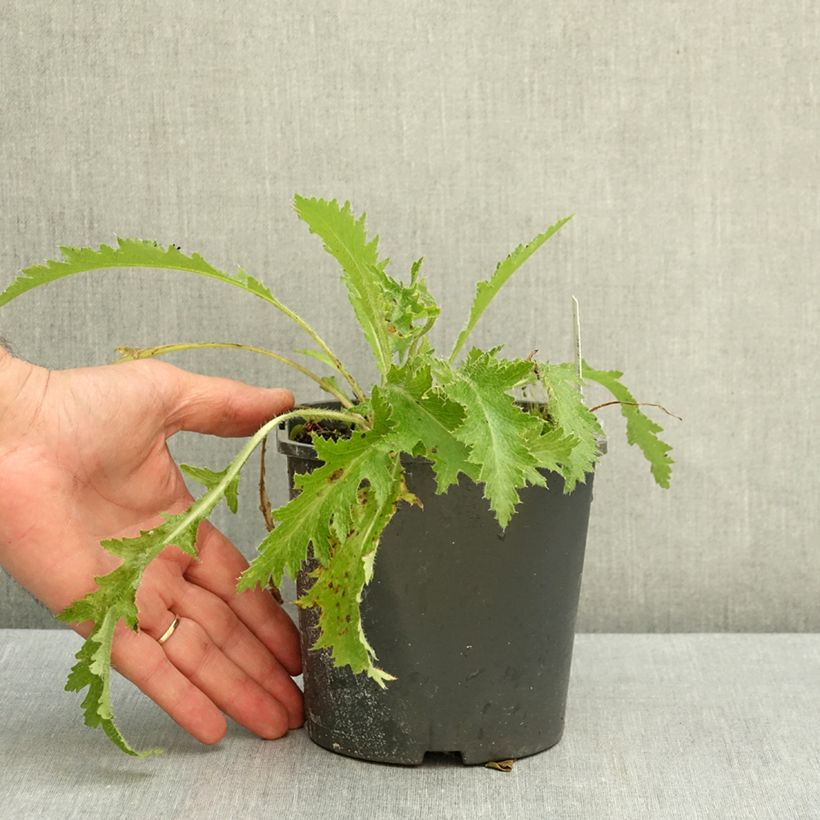 Papaver orientale Manhattan - Oriental Poppy 2L/3L pot sample as delivered in autumn
