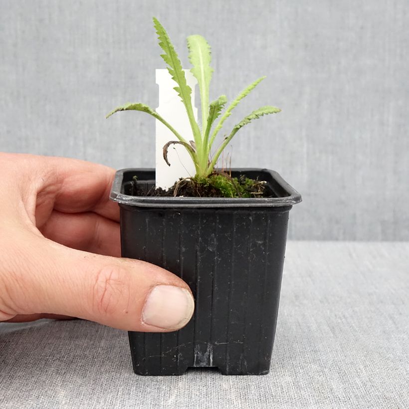 Papaver orientale Marlene - Oriental Poppy 8/9 cm pot sample as delivered in spring