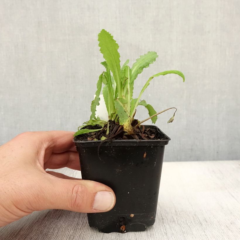 Papaver orientale Royal Wedding - Oriental Poppy 7/8 cm pot sample as delivered in autumn