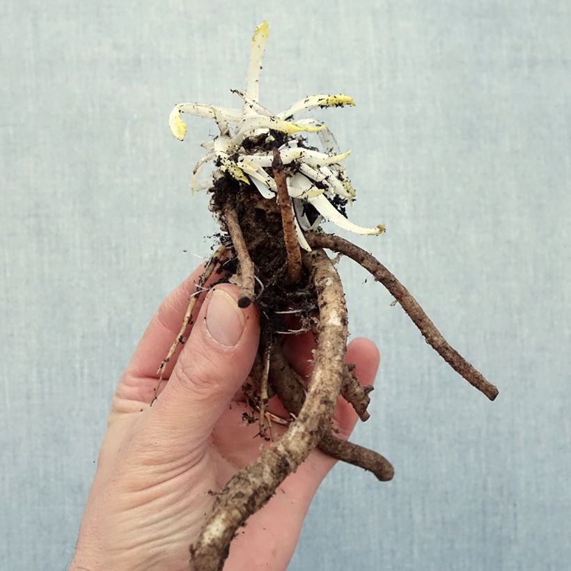Papaver orientale 'Place Pigalle' Bare root sample as delivered in winter