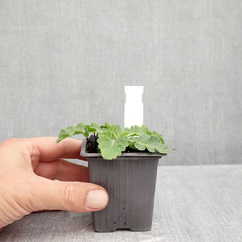 Oriental Poppy Red Rumble - Papaver orientale 8/9 cm pot sample as delivered in autumn