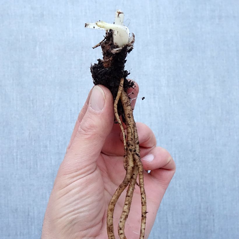 Papaver orientale 'Royal Chocolate Distinction' Bare root sample as delivered in winter