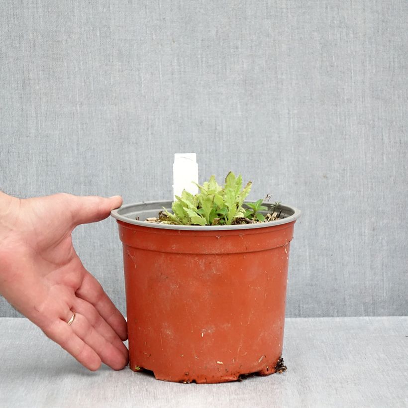 Papaver orientale 'Royal Chocolate Distinction' 2L/3L pot sample as delivered in autumn