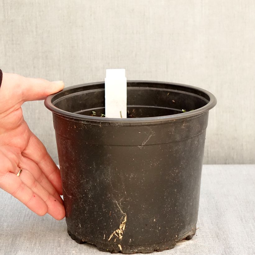 Papaver orientale 'Royal Chocolate Distinction' 2L/3L pot sample as delivered in winter