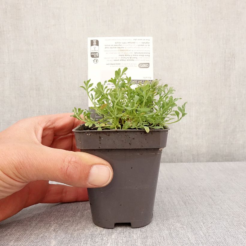 Papaver alpinum - Alpine poppy 8/9 cm pot sample as delivered in spring