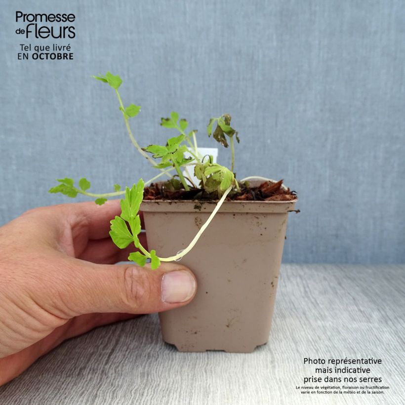 Meconopsis cambrica - Blue Poppy 8/9 cm pot sample as delivered in autumn