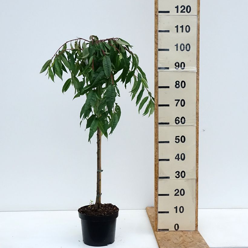 Prunus persica Melred Weeping 4L/5L pot, Standard sample as delivered in autumn