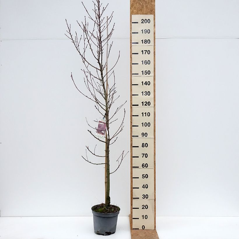 Prunus persica Taoflora Pink - Peach Tree 7.5L/10L pot, Sapling sample as delivered in autumn