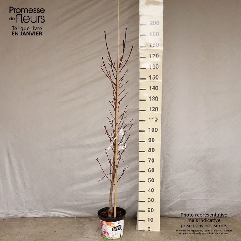 Prunus persica Taoflora Red - Peach Tree 7.5L/10L pot sample as delivered in winter