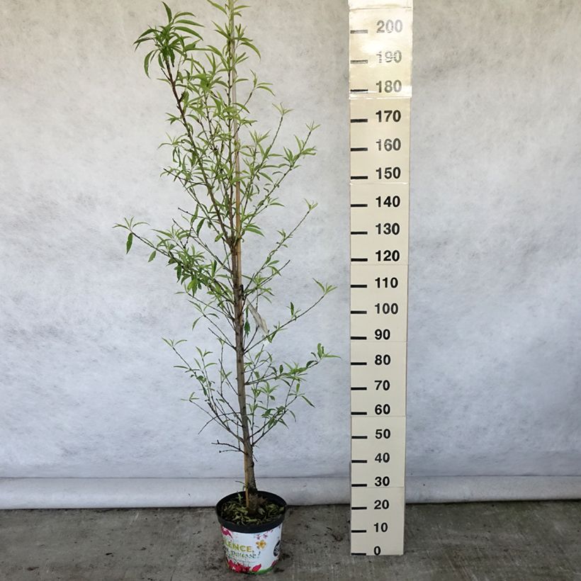 Prunus persica Taoflora White - Peach Tree 7.5L/10L pot, Sapling sample as delivered in summer