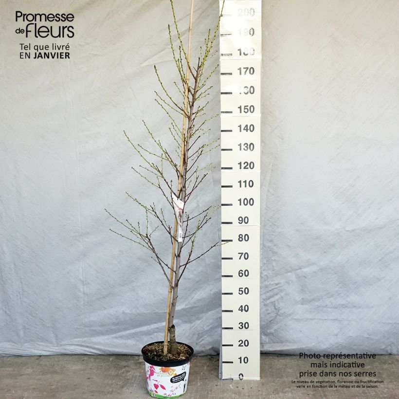 Prunus persica Taoflora White - Peach Tree 7.5L/10L pot sample as delivered in winter