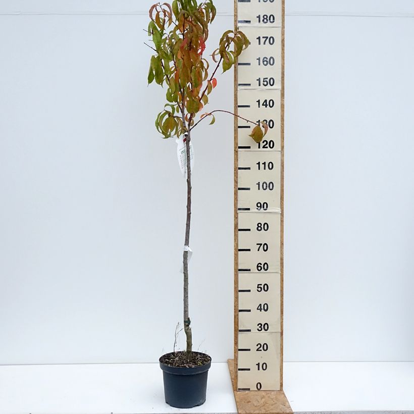 Prunus persica Amsden - Peach Tree 7.5L/10L pot, Half standard sample as delivered in summer