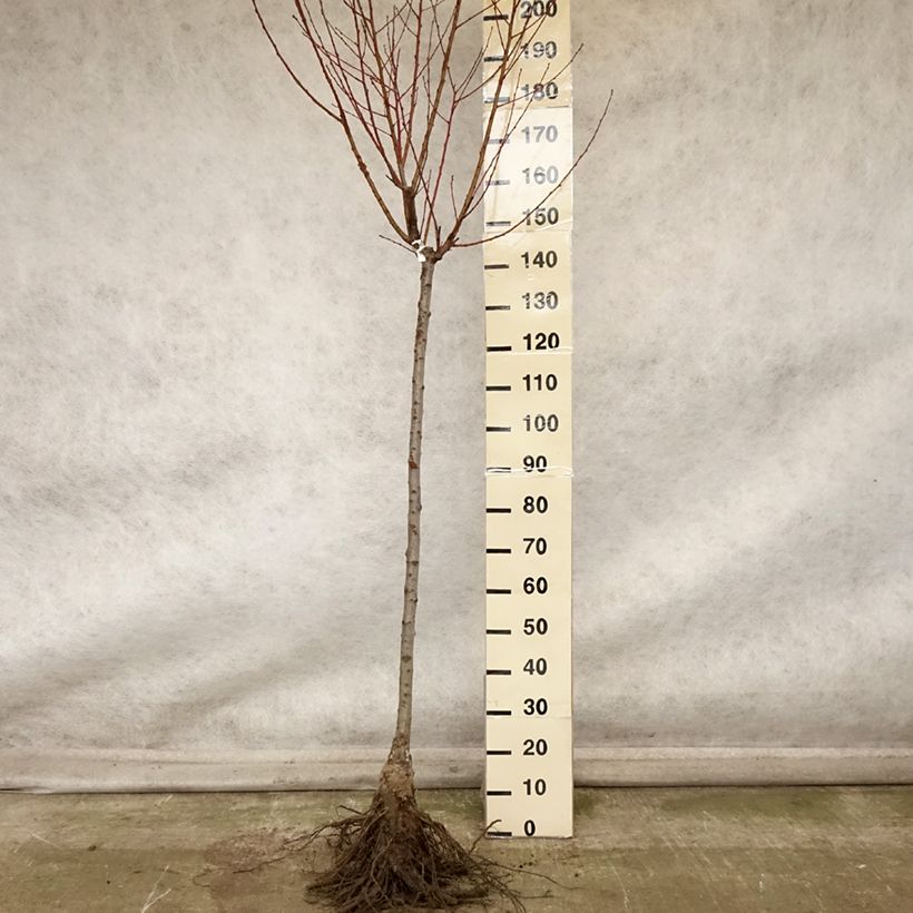 Prunus persica Andromeda - Peach Tree Bare root, Half standard sample as delivered in autumn