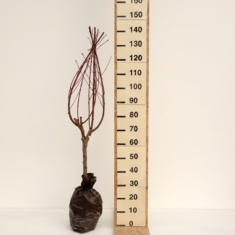 Prunus persica Andromeda - Peach Tree Ready-to-plant root ball, Goblet sample as delivered in spring