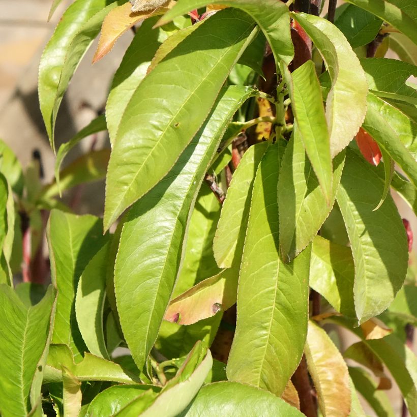 Prunus persica Andromeda - Peach Tree (Foliage)