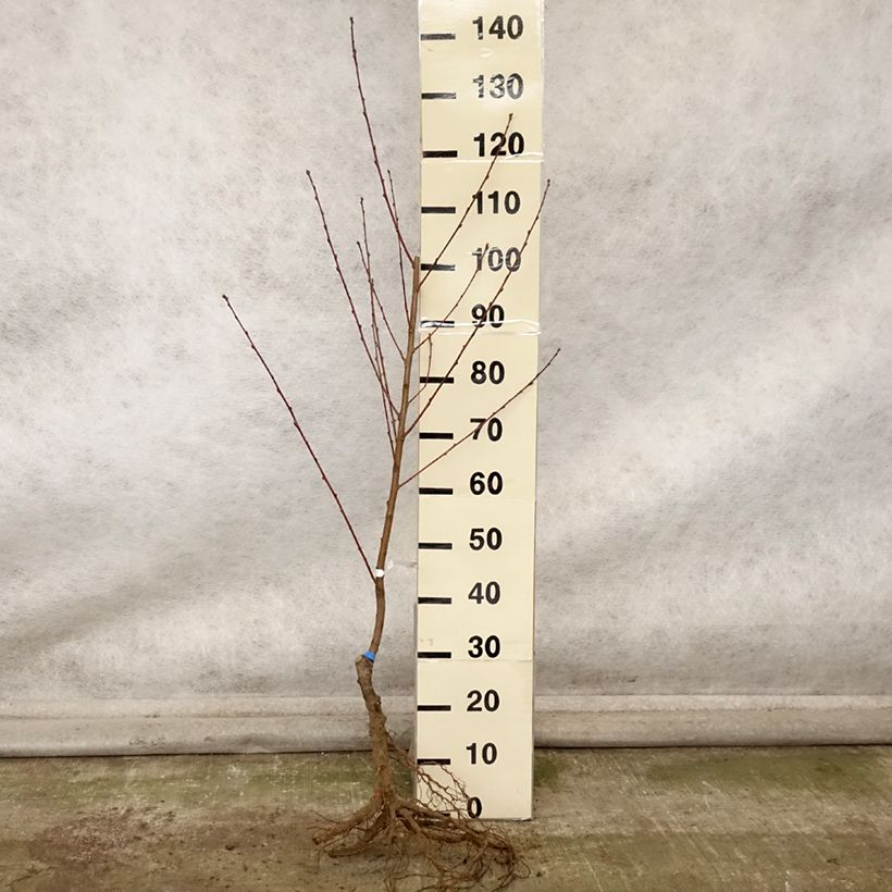 Prunus persica Andromeda - Peach Tree Bare root, Goblet sample as delivered in autumn