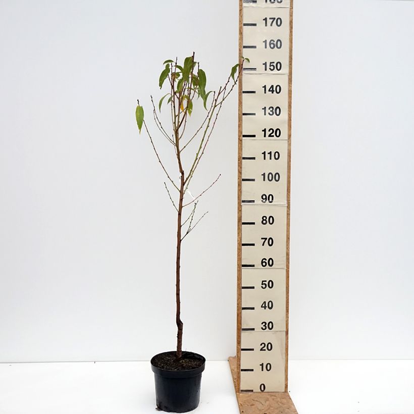 Prunus persica Benedicte - Peach Tree 7.5L/10L pot, Goblet sample as delivered in autumn