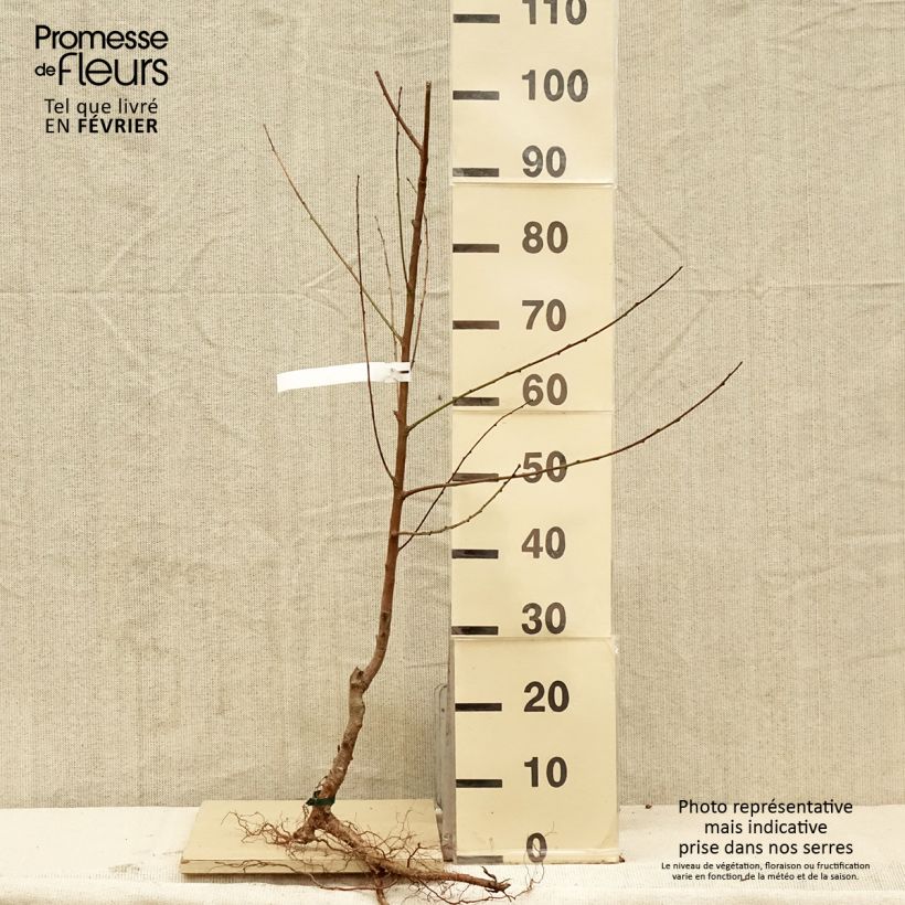 Prunus persica Charles Ingouf - Peach Tree Bare root, Goblet sample as delivered in winter