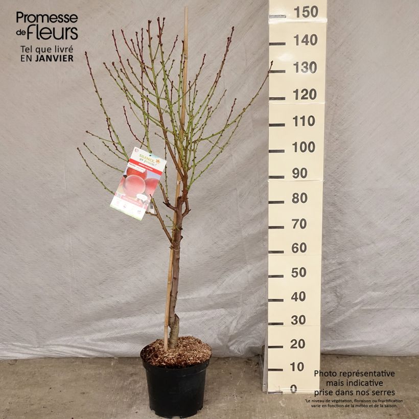 Prunus persica Charles Ingouf - Peach Tree 7.5L/10L pot, Goblet sample as delivered in winter
