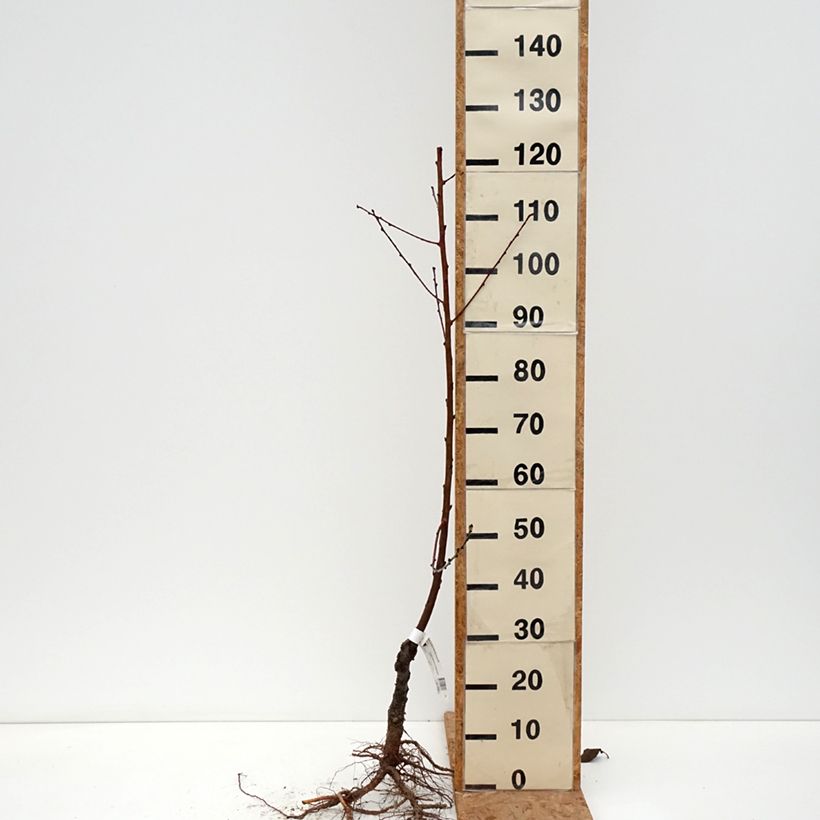 Prunus persica Yellow Vine - Peach tree Bare root, Scion sample as delivered in winter