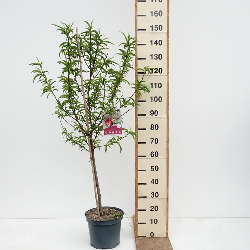 Prunus persica Blood Peach - Vineyard Peach 7.5L/10L pot, Goblet sample as delivered in spring