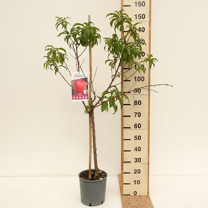 Prunus persica Dwarf Peach Dixired - Dwarf Peach Tree 7.5L/10L pot, Goblet sample as delivered in summer