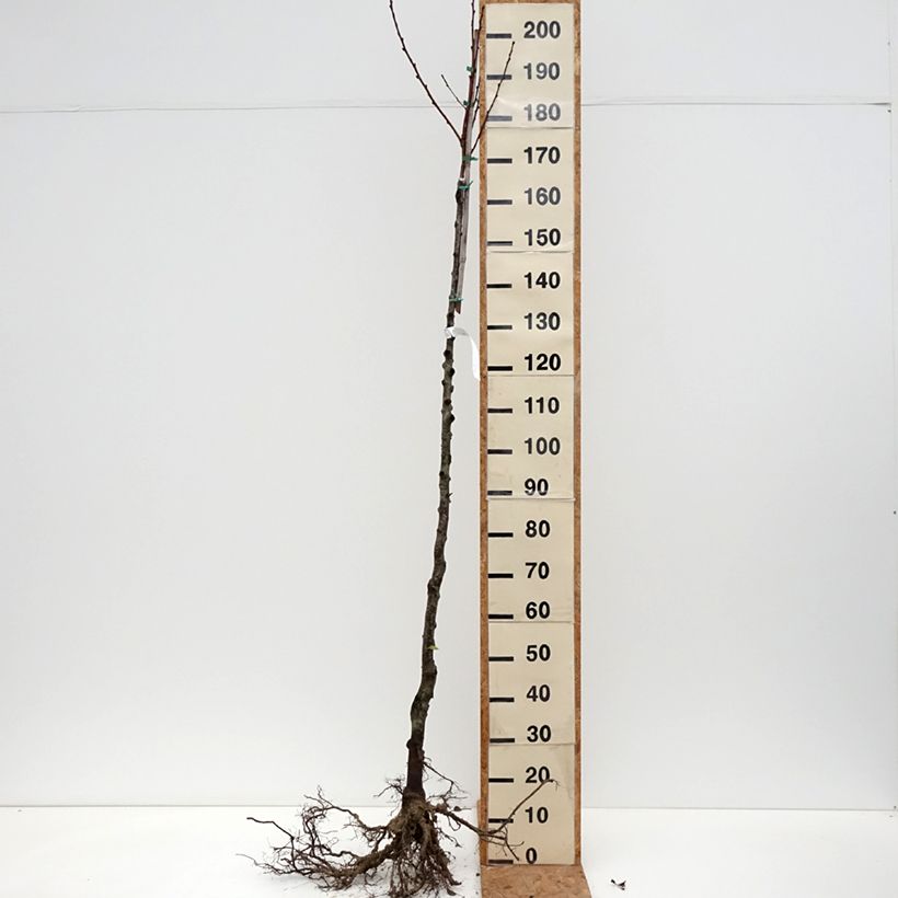 Prunus persica Fertile September - Peach Tree Bare root, Half standard sample as delivered in winter