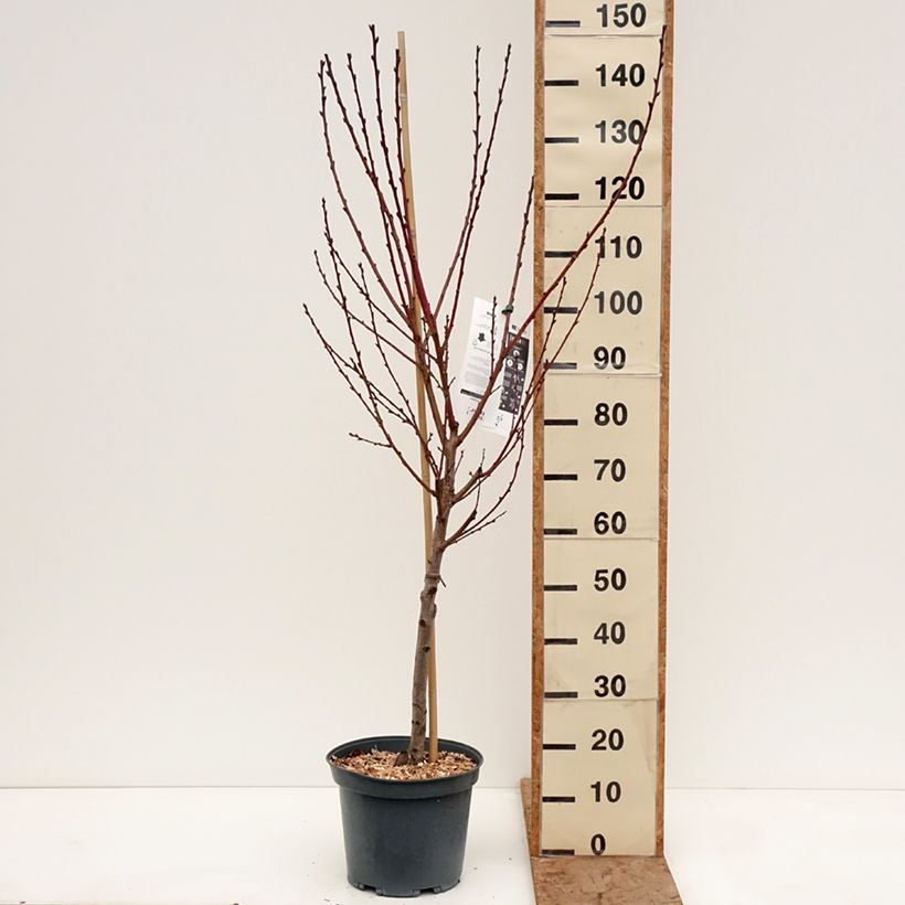Prunus persica Golden Caesar - Peach tree 7.5L/10L pot, Goblet sample as delivered in winter
